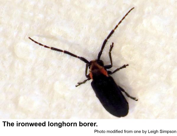 Thumbnail image for Ironweed Longhorn Borer