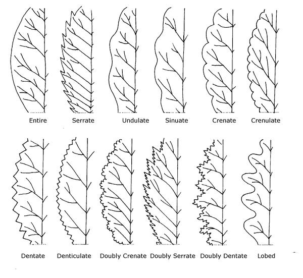 Illustration of leaf margins