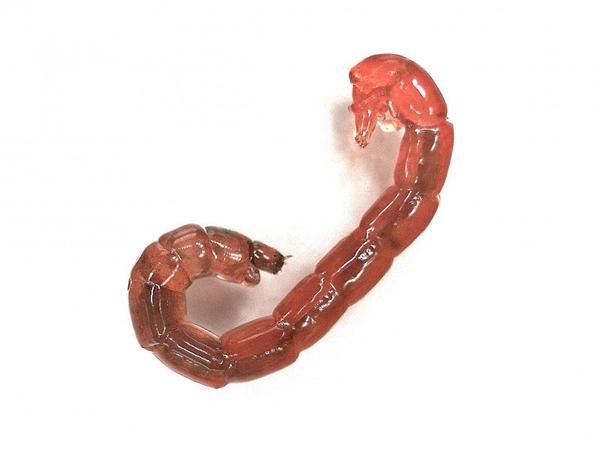 Chironomid midge larvae are red in color.