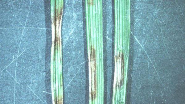 Thumbnail image for Net Blotch in Turf