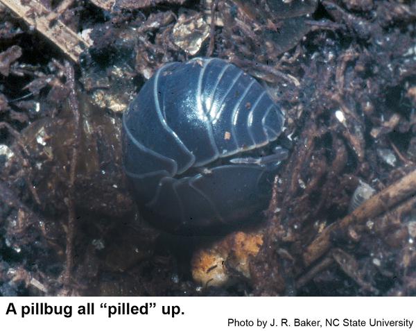 Pillbugs