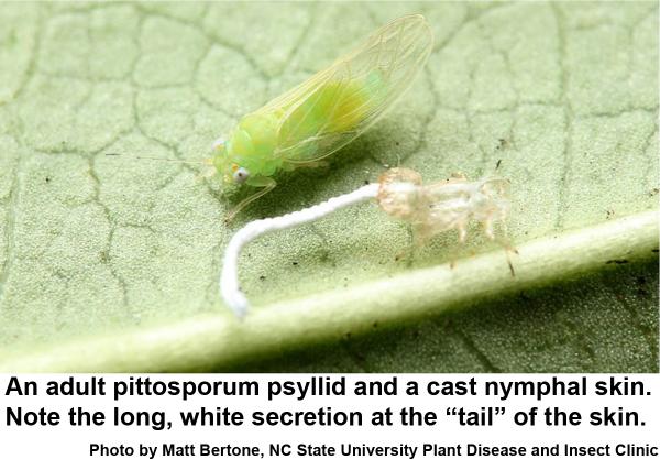 Thumbnail image for Pittosporum Psyllid