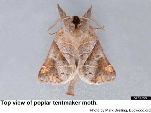Thumbnail image for Poplar Tentmaker