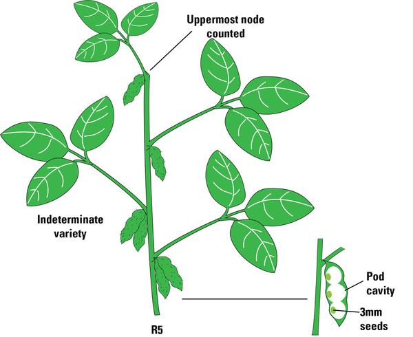 R5 growth stage.
