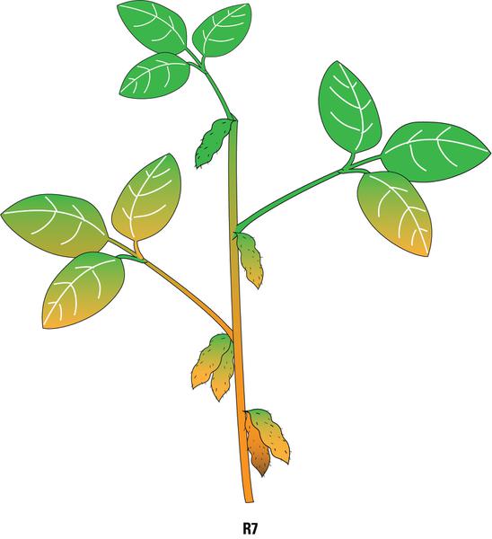 R7 growth stage.