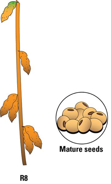 R8 growth stage.
