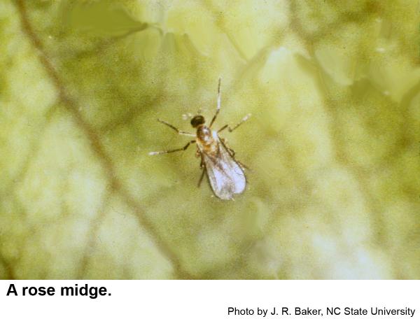 Thumbnail image for Rose Midge