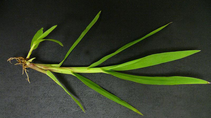Smooth crabgrass sheath type