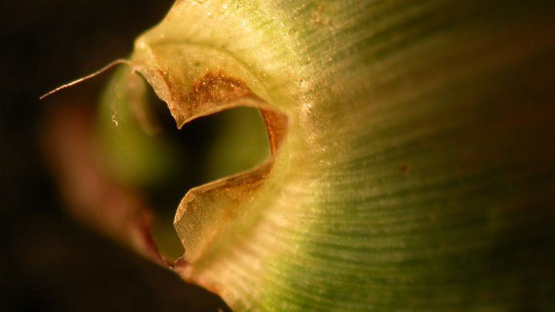 Smooth crabgrass ligule