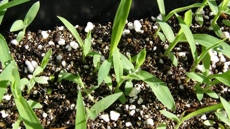 Smooth Crabgrass leaf blade