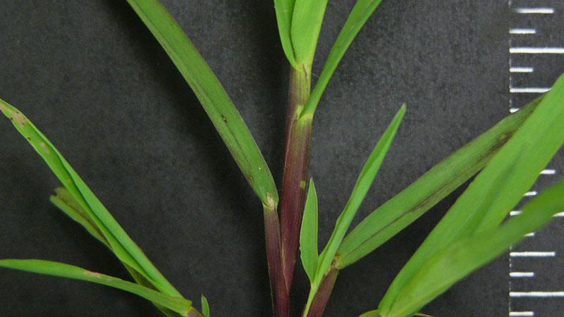 Thumbnail image for Smooth Crabgrass