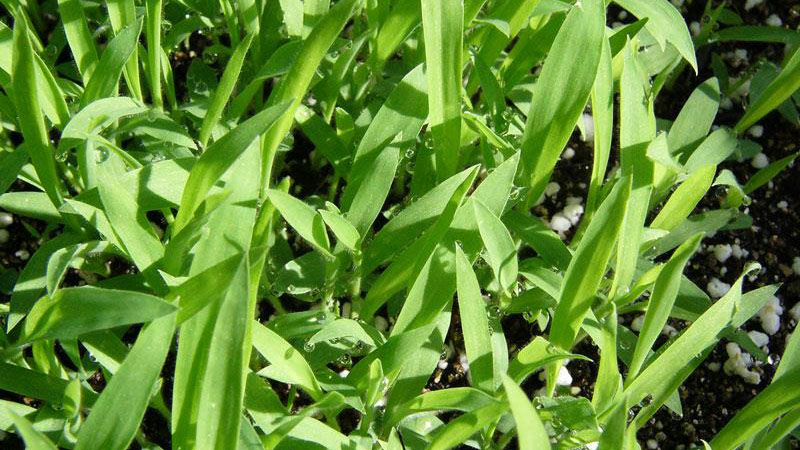 Smooth crabgrass leaf balde