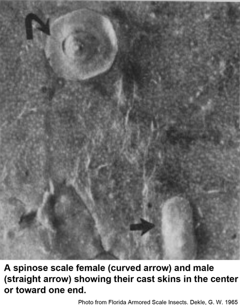 Thumbnail image for Spinose Scale