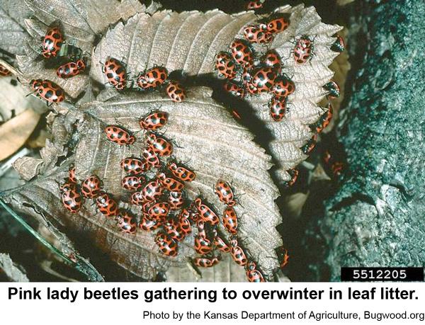 An overwintering congregation of pink lady beetles.
