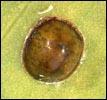 Thumbnail image for Hemispherical Scale