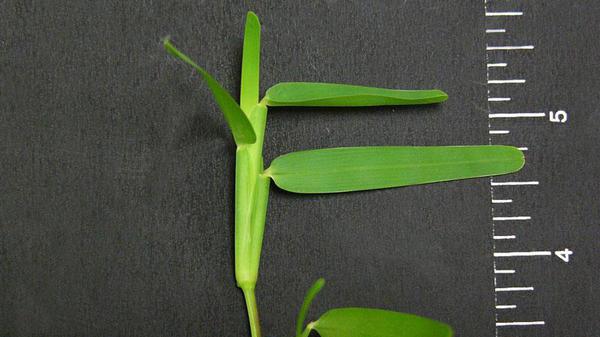 St. Augustinegrass vernation.