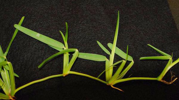 St. Augustinegrass stolon.