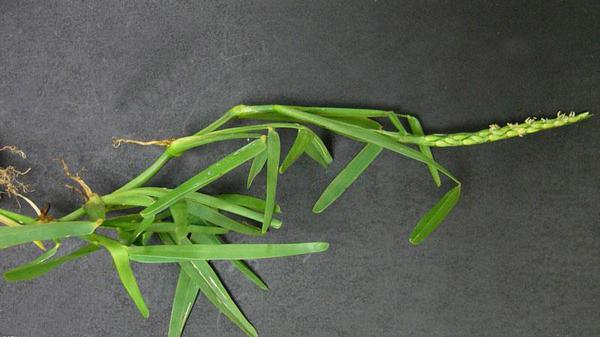 additional photo of St. Augustinegrass.