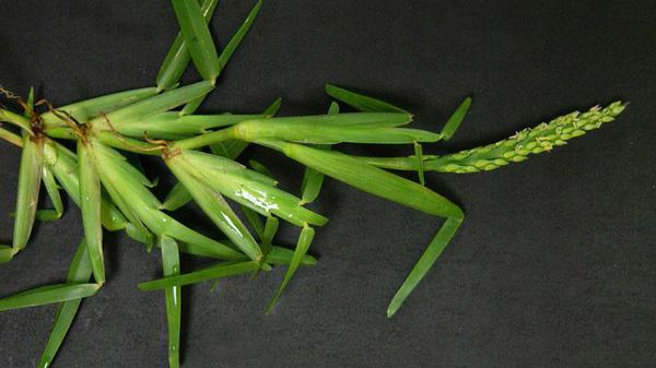 horizontal view of St. Augustinegrass seedhead.