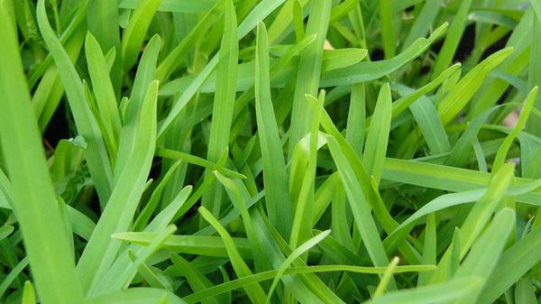 St. Augustinegrass.
