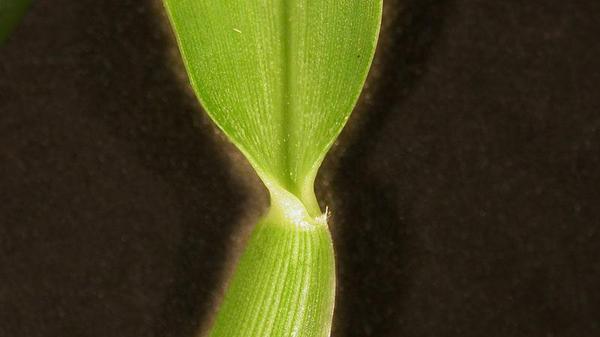 St. Augustinegrass collar type.