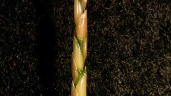 Thumbnail image for Zoysiagrass